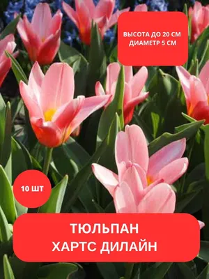 Луковицы тюльпана Бруклин - 5шт. - Тюльпаны . Купить тюльпаны