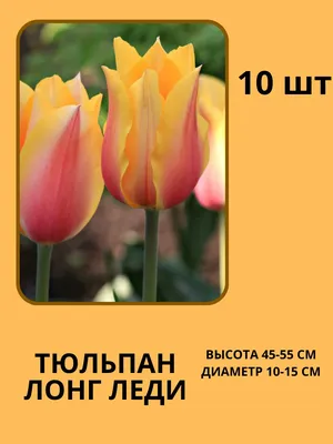 Луковицы тюльпанов оптом купить - Holland Plants