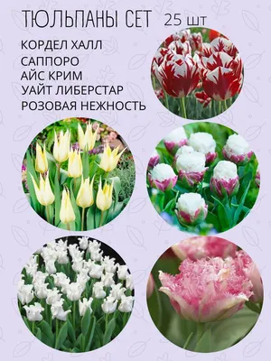 🌷 Самый красивый и дорогой тюльпан в истории человечества | САЖАЕМ И  СТРОИМ | Дзен