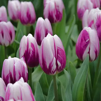 Луковицы Тюльпанов, Лилий оптом из Голландии | Center-flowers