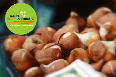Луковицы Тюльпана Дарвина \" Apricot Pride\" TM Jan de Wit en Zonen B.V.  (Голландия) 10 луковиц (ID#1574986058), цена: 120 ₴, купить на Prom.ua