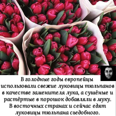 Луковица тюльпан пепл принц 10/11 2шт - купить с доставкой в  интернет-магазине О'КЕЙ в Москве