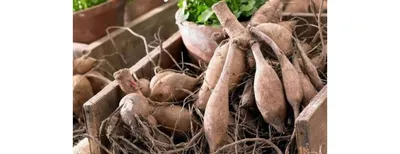Как выращивать георгины из семян и клубней – специалисты делятся секретами  | В цветнике (Огород.ru)
