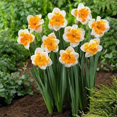 Купить луковицы цветов Нарцисс почтой в Беларуси в интернет-магазине,  каталог семян с ценами