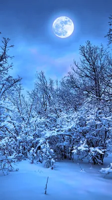 полнолуние в полночь зимой, картина зимней луны фон картинки и Фото для  бесплатной загрузки