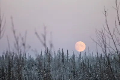 Зима ночь Луна (40 фото) - 40 фото