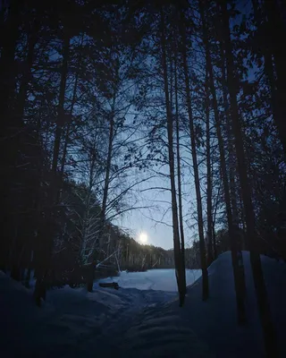 Луна Над Зимним Лесом Зимний Ночной Пейзаж Ель Зимой — стоковые фотографии  и другие картинки Зима - iStock