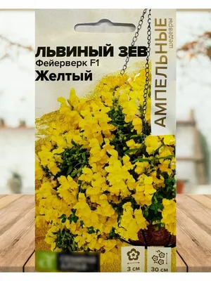 Антирринум 'Monarch White', Львиный зев, купить в Ростове, Antirrhinum  'Monarch White', доставка, заказать почтой, Многолетние растения в  контейнерах, упаковке и ОКС Купить растения в Ростове-на-Дону,  Интернет-магазин, питомник растений, хвойные и ...