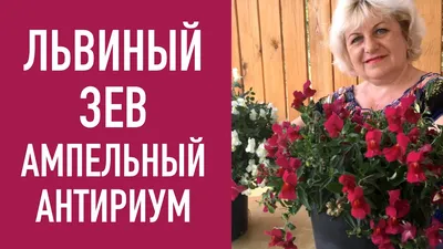 Львиный зев (Антирринум) в садовом дизайне - GreenMarket