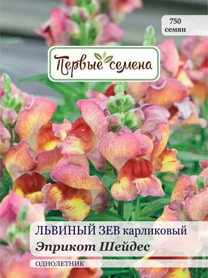 Купить Семена - Львиный зев Карликовый, смесь, 0,1 г. ❱❱ Колибри-маркет ❰❰❰