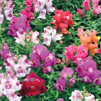 Львиный зев (Антирринум) карликовый фиолетовый Antirrhinum majus Twinny  violet - купить семена цветов с доставкой по Украине в магазине Добродар