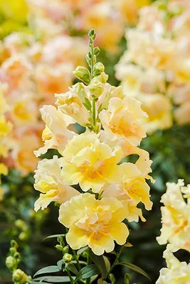 Львиный зев (Антирринум) карликовый Твинни яблоневый цвет Antirrhinum majus  Twinny appleblossom - купить семена цветов с доставкой по Украине в  магазине Добродар