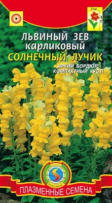 Не все знают: популярный цветок львиный зев можно сохранить зимой — и летом  он порадует более пышным цветением — Газета Слонімская