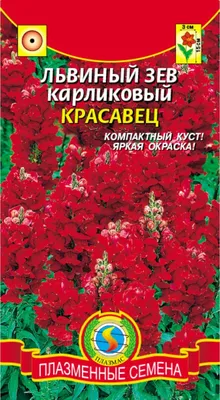 Купить сеянцы Антирриум махровый львиный зев в Минске, Беларуси