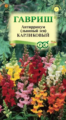 Львиный зев (Антирринум) карликовый Снеппи F1 белый Antirrhinum majus  Snappy F1 white - купить семена цветов с доставкой по Украине в магазине  Добродар