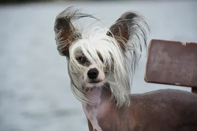 Китайская хохлатая собака (Chinese Crested Dog) - порода веселая, игривая и  нежная. Фото, описание и отзывы о собаке.