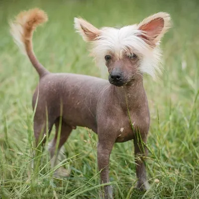 Китайская хохлатая собака (Chinese Crested Dog) - порода веселая, игривая и  нежная. Фото, описание и отзывы о собаке.