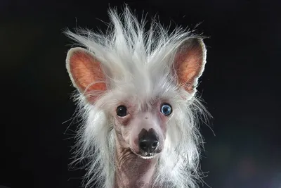 Китайская хохлатая собака (Chinese Crested Dog) - порода веселая, игривая и  нежная. Фото, описание и отзывы о собаке.