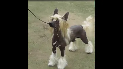 Китайская хохлатая собака: все о собаке, фото, описание породы, характер,  цена