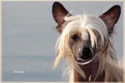 Лысые породы собак или породы собак без шерсти фото и названия - Petstory