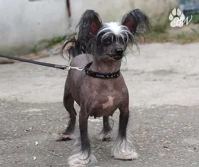 Китайская лысая хохлалая собака, Chinese Crested Dog, #Shorts - YouTube