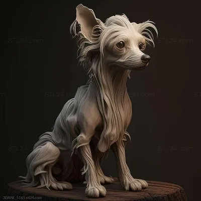 Китайская хохлатая собака (Chinese Crested Dog) - порода веселая, игривая и  нежная. Фото, описание и отзывы о собаке.