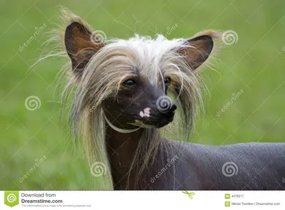 Лысая собака с хохолком порода (75 фото)