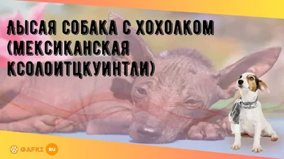 Лысая собака с хохолком (мексиканская ксолоитцкуинтли) - YouTube