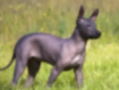 Лысая собака порода: с челкой, как называется, характер, описание породы с  фото :: Дом :: Клео.ру