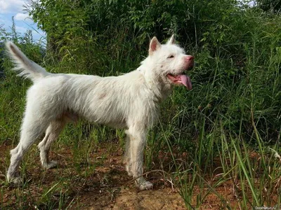 Лысая собака порода: с челкой, как называется, характер, описание породы с  фото :: Дом :: Клео.ру