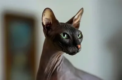 Уникальные фото лысых кошек в png формате
