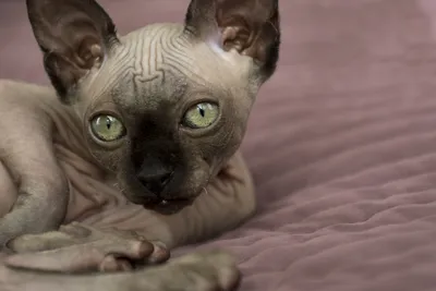 Лысые кошки на фото: необычная красота и нежность