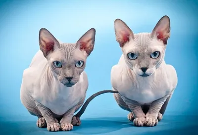 Лысые кошки: уникальные снимки в хорошем качестве