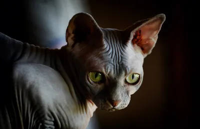 Лысая кошка - идеальный выбор для фотообоев
