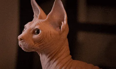 Оригинальные картинки лысой кошки в формате jpg