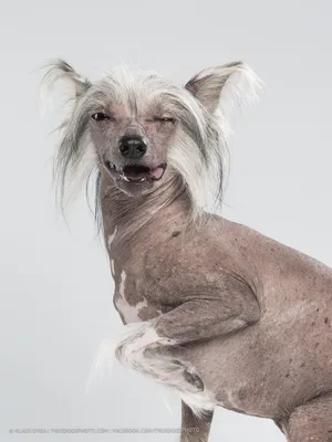 Лысый и деформированный пес стал самой страшной собакой в мире — ТСН,  новости 1+1 — Курьезы