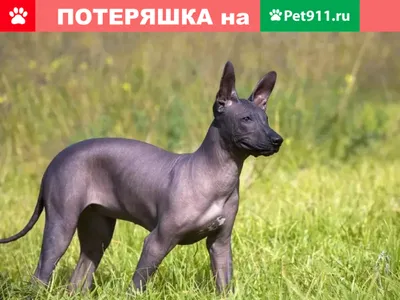ТОП-10: Лысые породы собак (фото и описанием) | Кругозор Питомцев | Дзен