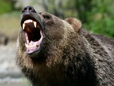 Лысый медведь 10 - великолепное изображение для фона