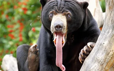 Фотография лысого медведя 10 - скачать бесплатно