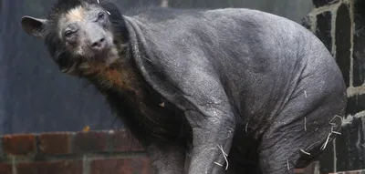 Ошеломляющие фотографии Лысого медведя: скачать png