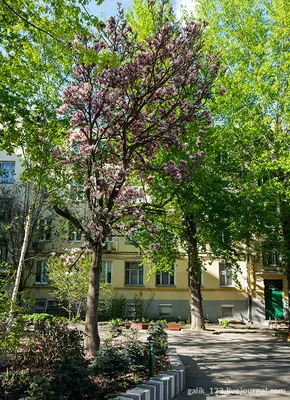 Дерево искусственное магнолия в горшке 150 см купить в Москве — Лаванда  Декор