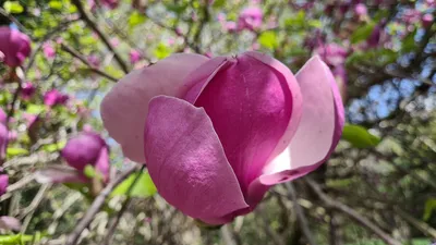 How to Plant and Grow Magnolia Trees