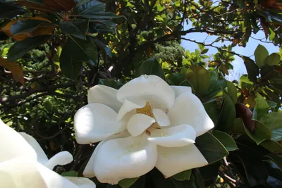 Magnolia Tree - Choosing and Planting Magnolia In Your Garden