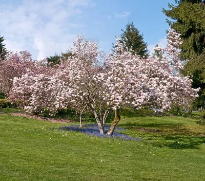 A Complete Guide to Magnolia Trees - Primrose