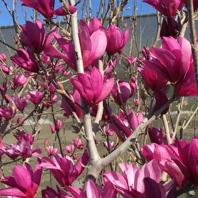 Ann Magnolia Tree Form - Platt Hill Nursery