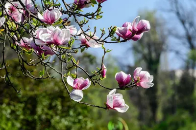 Магнолия (Magnolia) - PictureThis