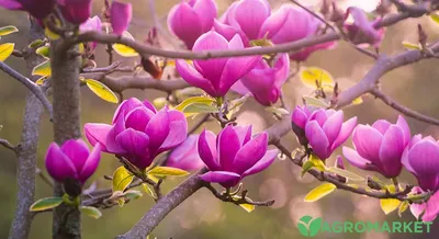 Saucer Magnolia Tree – Green Thumbs Garden