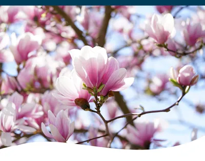Ann Japanese Magnolia Tree | Flowering Trees