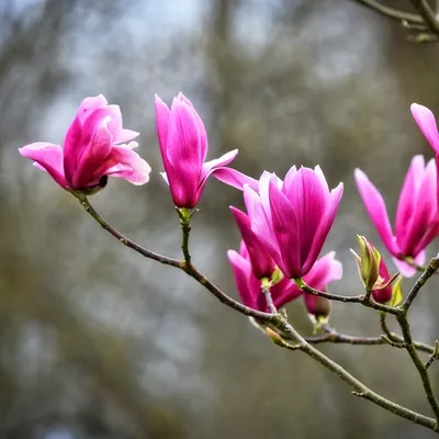 Magnolia blossom: tips for flowering - Plantura