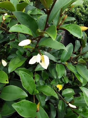 Identifying the Saucer Magnolia Tree